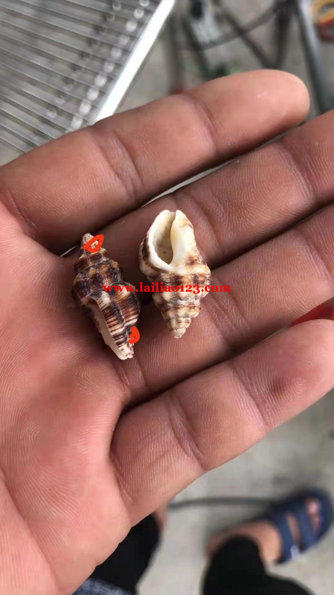 寻找贝壳的打孔大合唱，有做这样贝壳的打孔