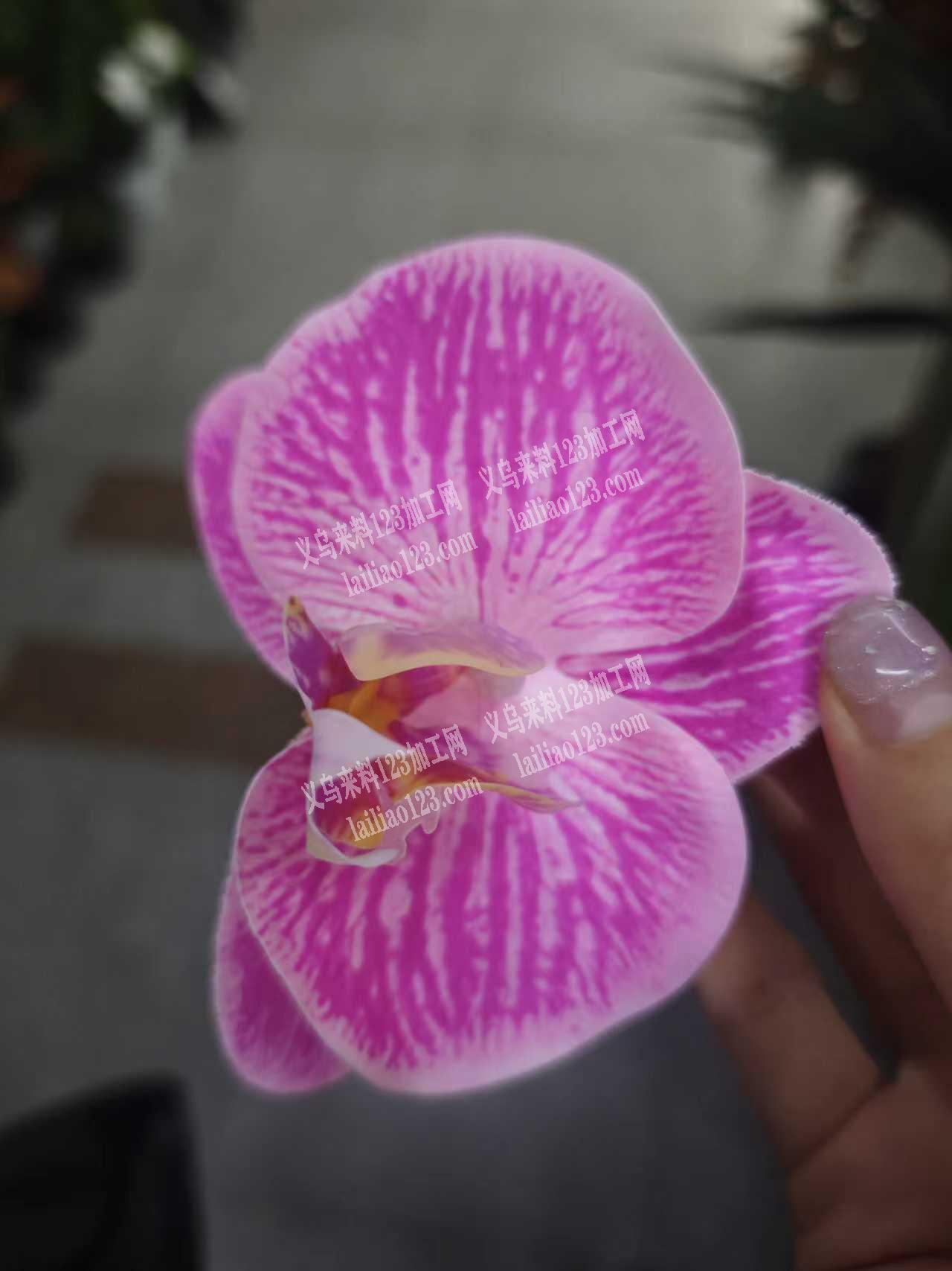 君子兰仿真花朵发夹订单，如图，寻找源头工